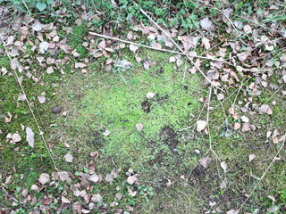 the first spring grass grows through dry leaves