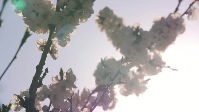 the bee flies on a flowering tree with white flowers in the rays of the sun