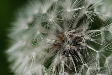 closeup of dandelion parachutes on green grass background