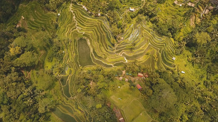 Aerial view of Rice Terrace field, Ubud, Bali, Indonesia.rice plantation,terrace, agricultural land of farmers