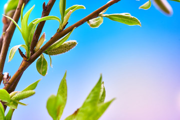 Beautiful spring background with green branch on colorful texture. Macro shot. Wallpaper.