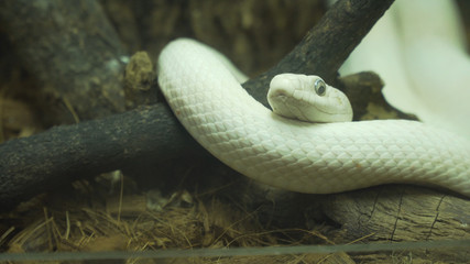 Texas rat snake on a wooden branch.