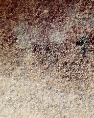 natural mold texture, abstract background