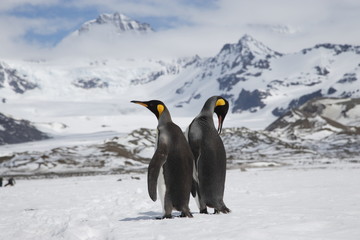 King penguins on South Georgia Island