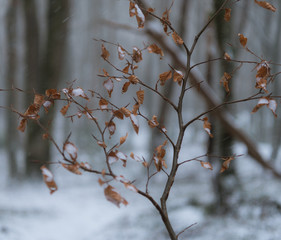 Autumnal tree with snow