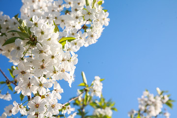 Spring color background. Beautiful nature scene with a blossoming tree and a solar flare against the blue sky. Sunny day. Spring flowers. Beautiful garden. Spring. 