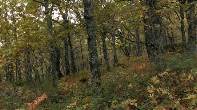 forest with autumn colors