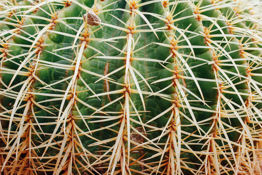 huge cactus background, closeup view