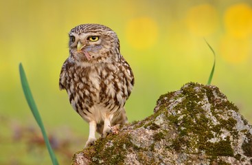A little owl with a grasshopper.