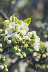 Spring flowers. Beautifully blossoming tree branch