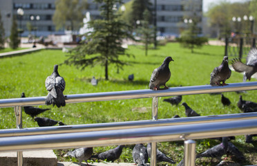 group of dove on the rail in the park