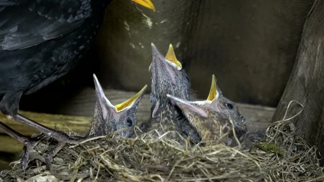 Amseleltern, Turdus merula, Schwarzdrossel f&uuml;ttern Jungv&ouml;gel am Nest, 4K