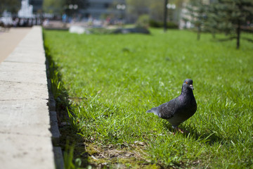 dove on the green grass(spring, sunny day)