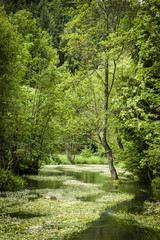 Bach im Bärental - Fränkische Schweiz