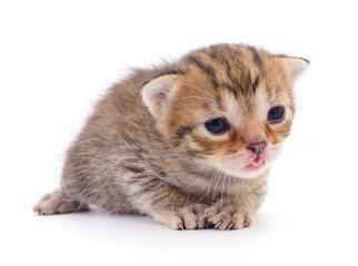 Kitten on white background.