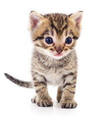 Kitten on white background.