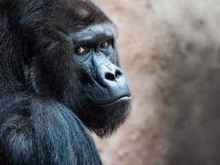 The face of an Orangutan. Bornean Orangutan (orang-utan, Pongo pygmaeus) portrait.