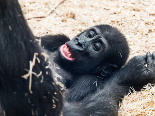 The face of baby Orangutan. Bornean Orangutan (orang-utan, Pongo pygmaeus) portrait.
