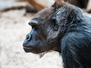 Fototapeta premium The face of an Orangutan. Bornean Orangutan (orang-utan, Pongo pygmaeus) portrait.