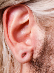 Fototapeta premium Stretched man ear after tunnel piercing
