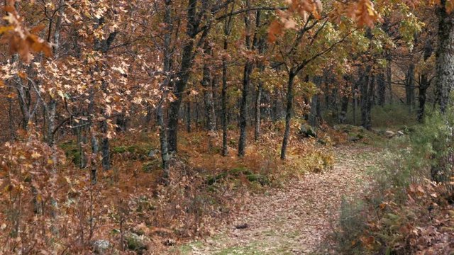 forest with autumn colors