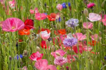 Fototapeta premium Campo di papaveri e fiordalisi