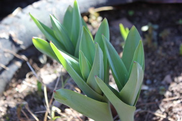 Obraz premium Декоративный лук