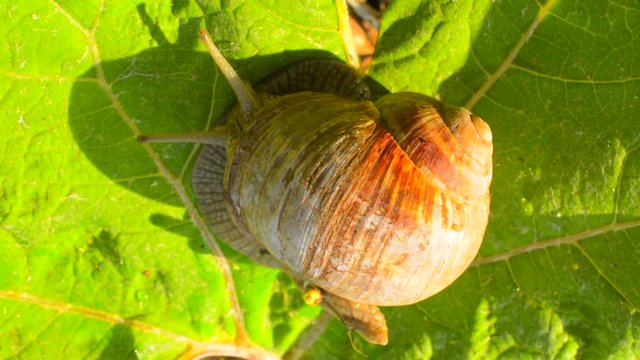 The grape snail (Helix pomatia) crawls along the bright green leaf of the grapes and stirs the tentacles. Macro close-up