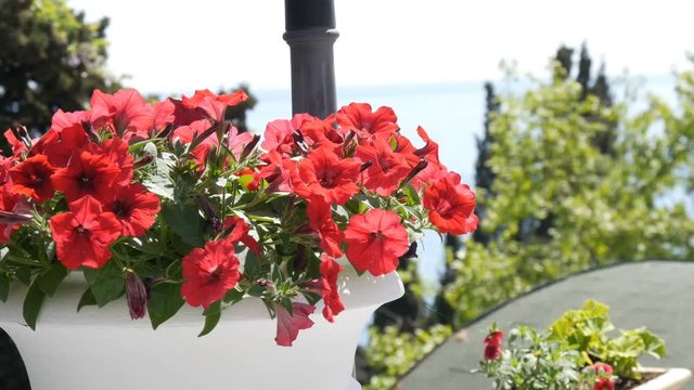Beautiful red flowers of petunias against background of the sea on the horizon. Flowers in decorative flower beds on the seashore