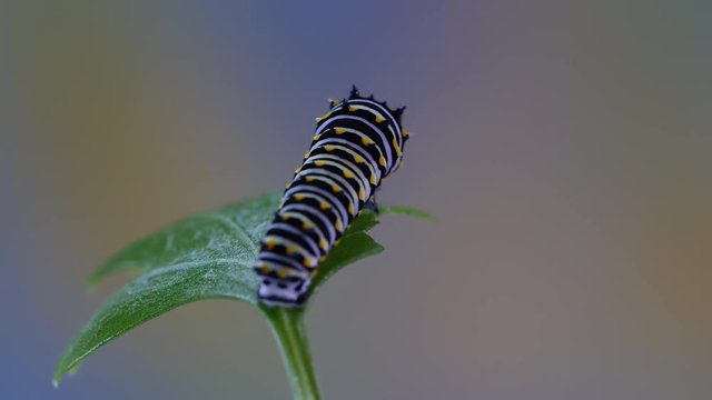 Black Swallowtail, Black swallowtail caterpillar, Caterpillar, Leaf, Papilio polyxenes, Parsley, close up, closeup, eastern, eat, eating, feed, feeding, instar, macro, morph, plant, stage