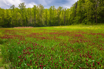 Crimson and Clovers