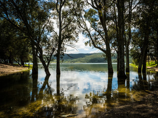 arboles en el lago de bornos, en cadiz