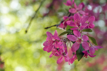 Pink blooming apple tree. Spring flower. Soft floral background with cherry flowers. Cherry blossom close-up.