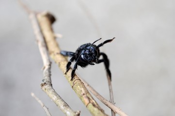 blue beetle on the plant
