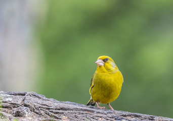 the european greenfich can be seen in the spring feeding on the trees