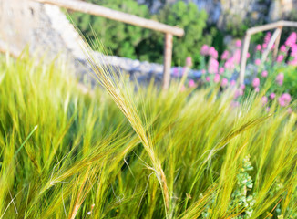 Photo of a beautiful grass background with spikelets in the field. summer landscape, green ears, flowers