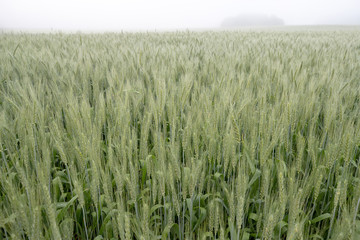 wheat field in the morning