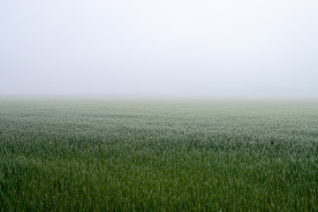 wheat field in the morning
