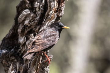 the spotless starling are seen in the spring feeding on the trees