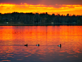 Sunset over Lake in Bemidji, Minnesota in spring with ducks swimming in foreground