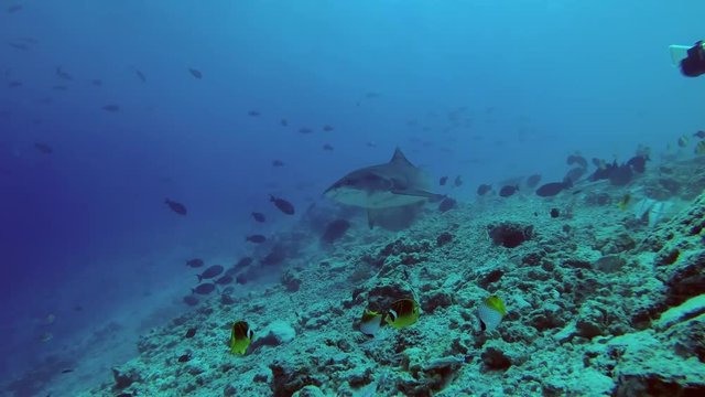 Scuba diver look and photographing a Tiger Shark - Galeocerdo cuvier, Indian Ocean, Fuvahmulah island, Maldives
