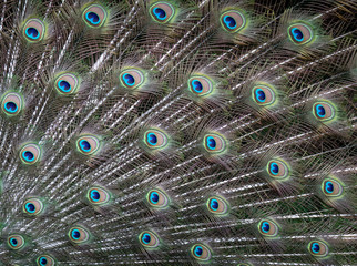 Obraz premium Peacock feathers