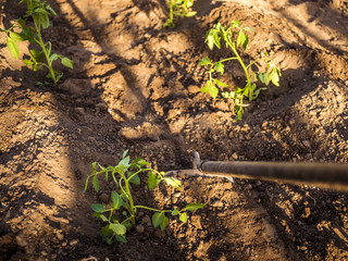 working using hoe in the garden making flower beds
