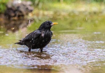 the spotless starling can be seen in the spring enjoying the bath