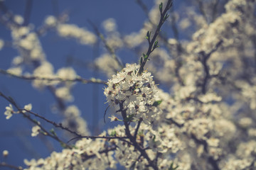 Spring flowers. Beautifully blossoming tree branch