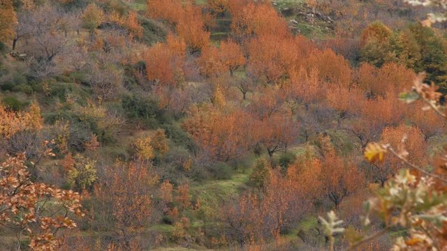Valle del jerte en oto&ntilde;o
