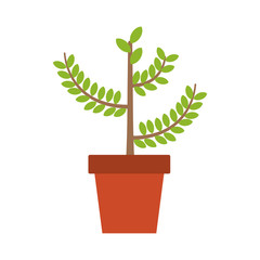 Plant in pot vector illustration graphic design