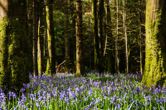 Bluebells 