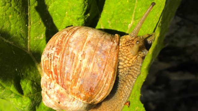 The grape snail (Helix pomatia) crawls along the bright green leaf of the grapes and stirs the tentacles. Macro close-up