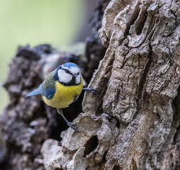 the blue tit is seen in the spring with its magnificent colors